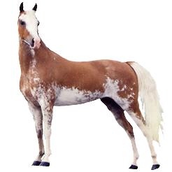 American Shetland Pony